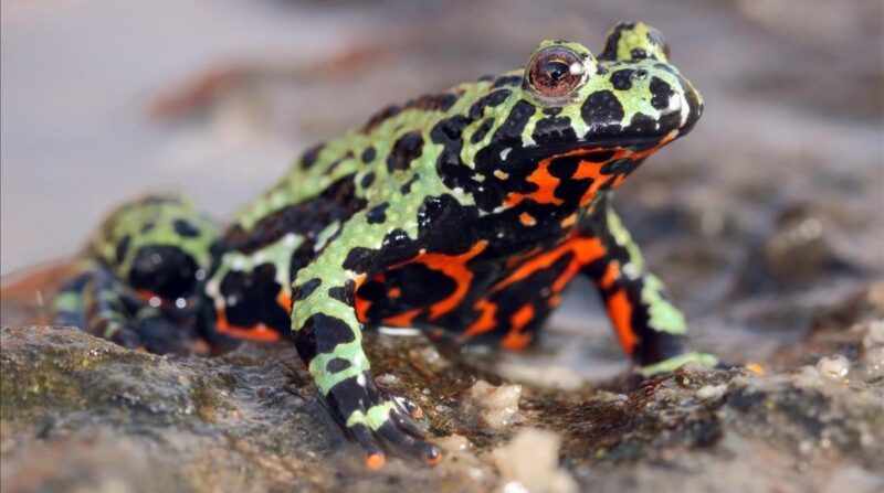 Bombina orientalis - Imagen 2