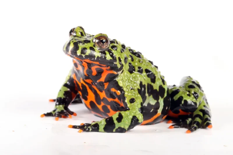 Bombina orientalis