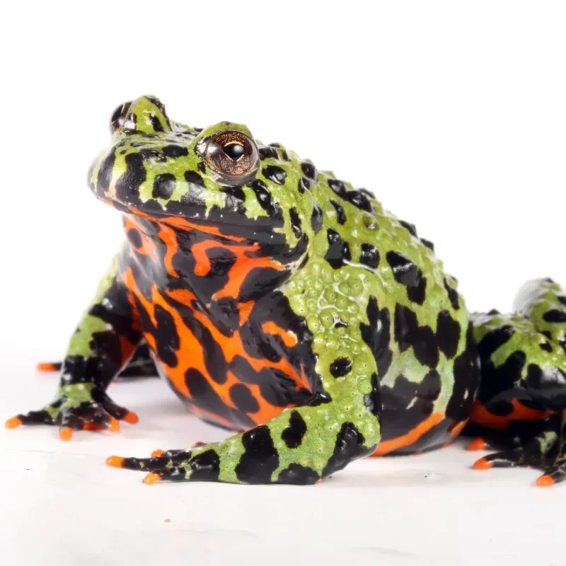 Bombina orientalis