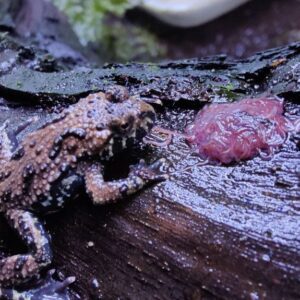 Bombina orientalis