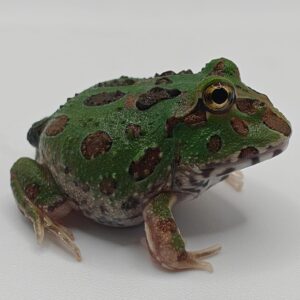 Ceratophrys cranwelli (Rana pacman)