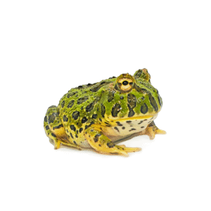 Ceratophrys ornata (Rana Pacman cornuda)