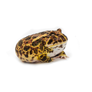 Ceratophrys cranwelli (Rana pacman)