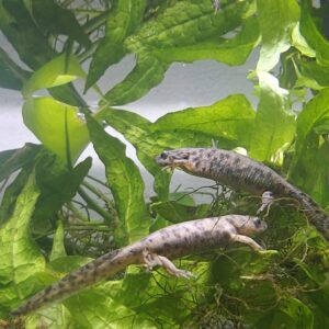 Pleurodeles waltl. Tritones gallipato juveniles