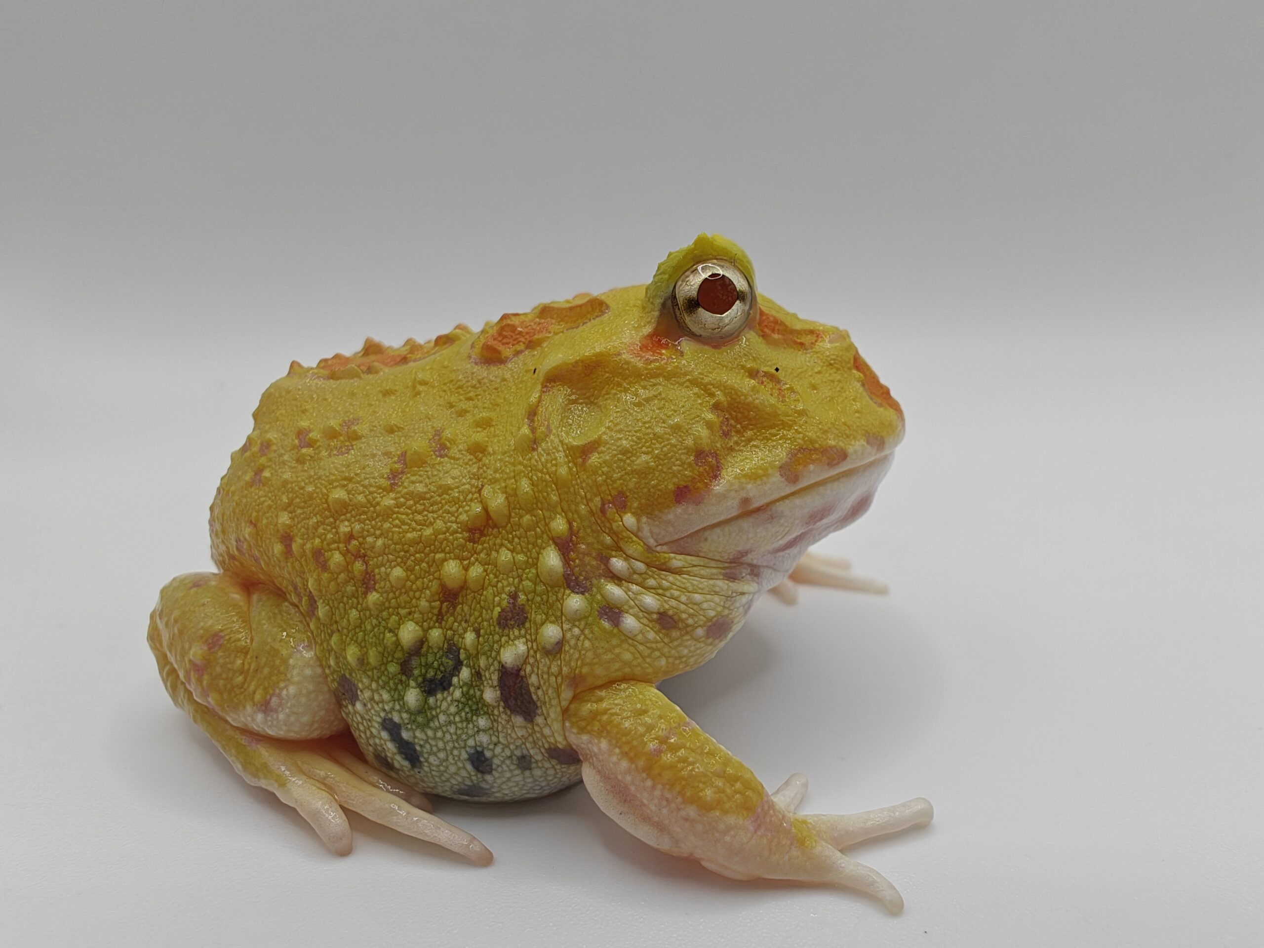 Ceratophrys cranwelli albino (Rana pacman albina) - Imagen 2