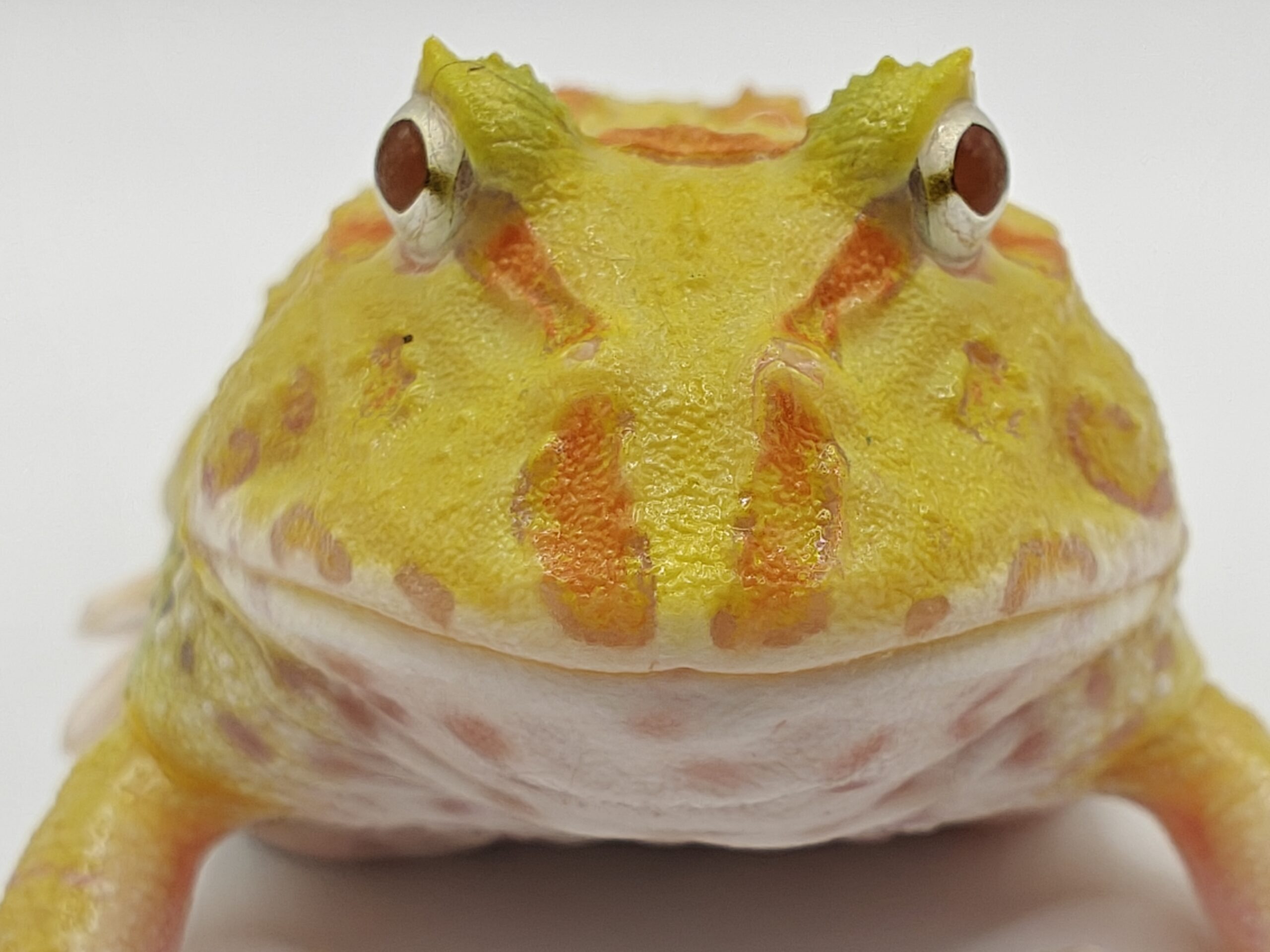 Ceratophrys cranwelli albino (Rana pacman albina) - Imagen 6