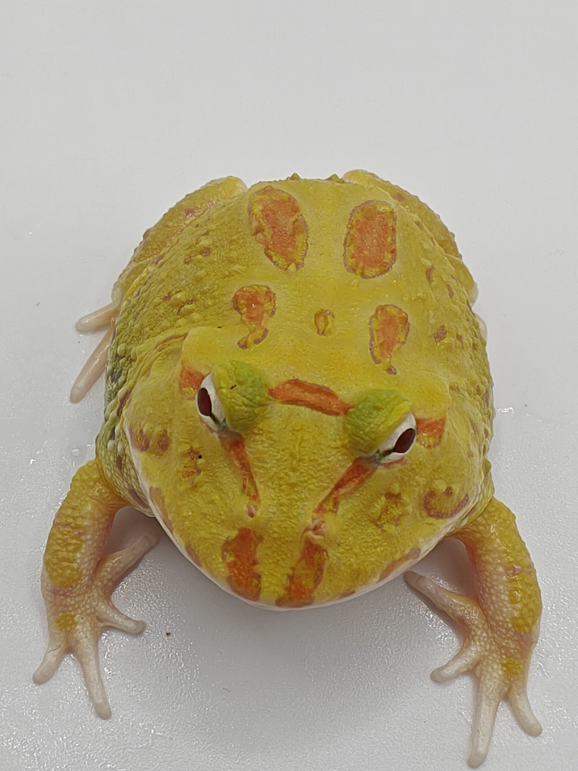 Ceratophrys cranwelli albino (Rana pacman albina) - Imagen 5