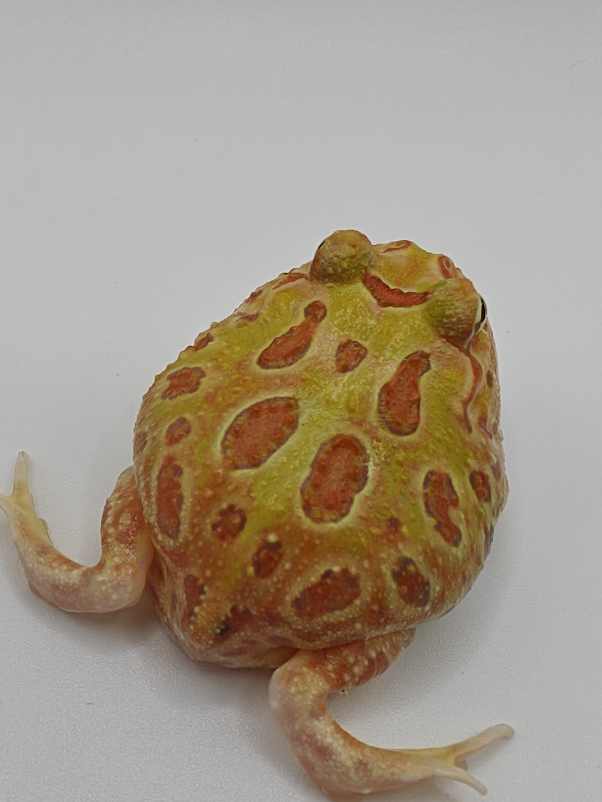 Ceratophrys cranwelli albino (Rana pacman albina) - Imagen 7