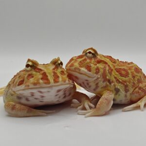 Ceratophrys cranwelli albino (Rana pacman albina)