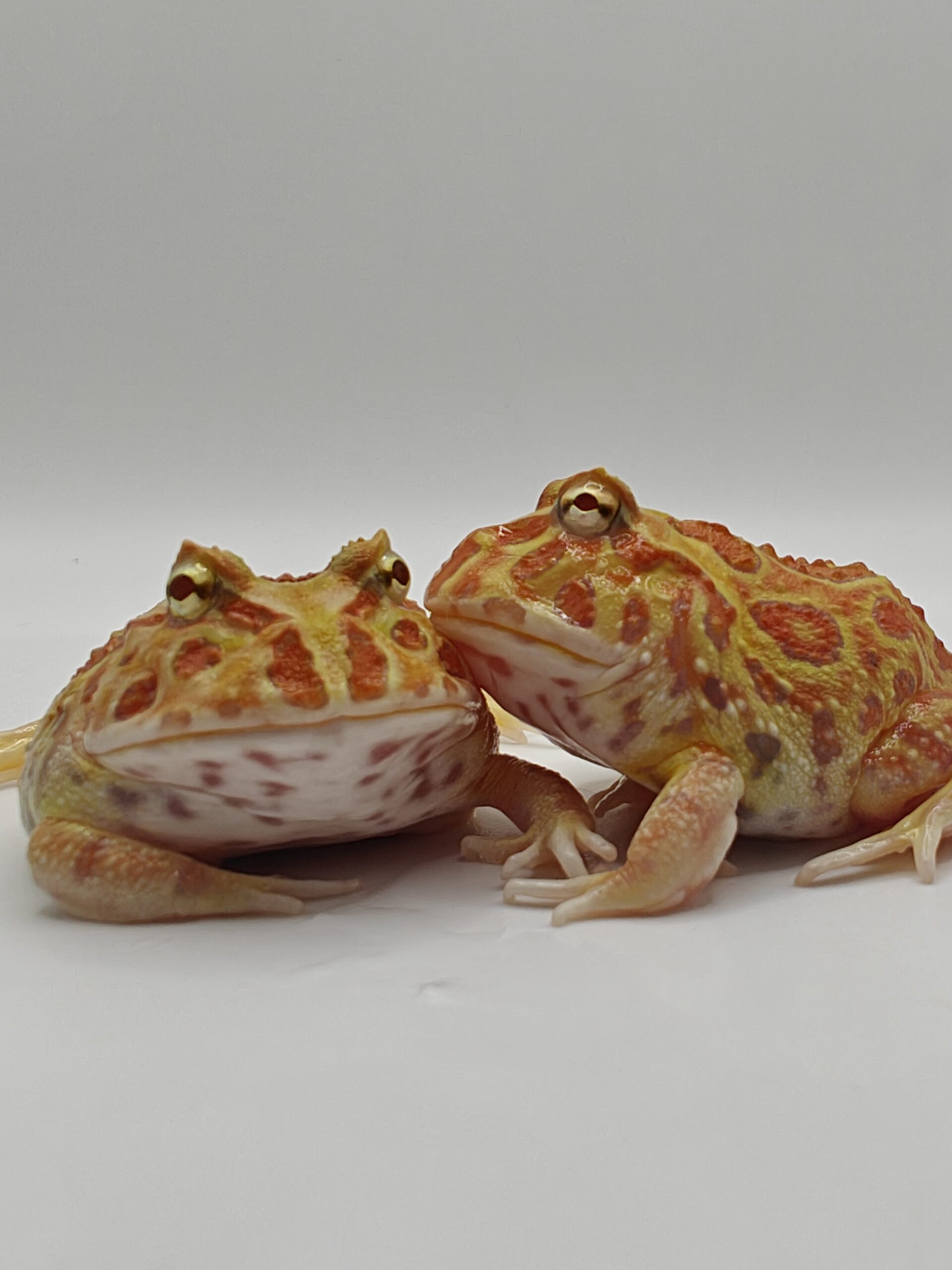 Ceratophrys cranwelli albino (Rana pacman albina)