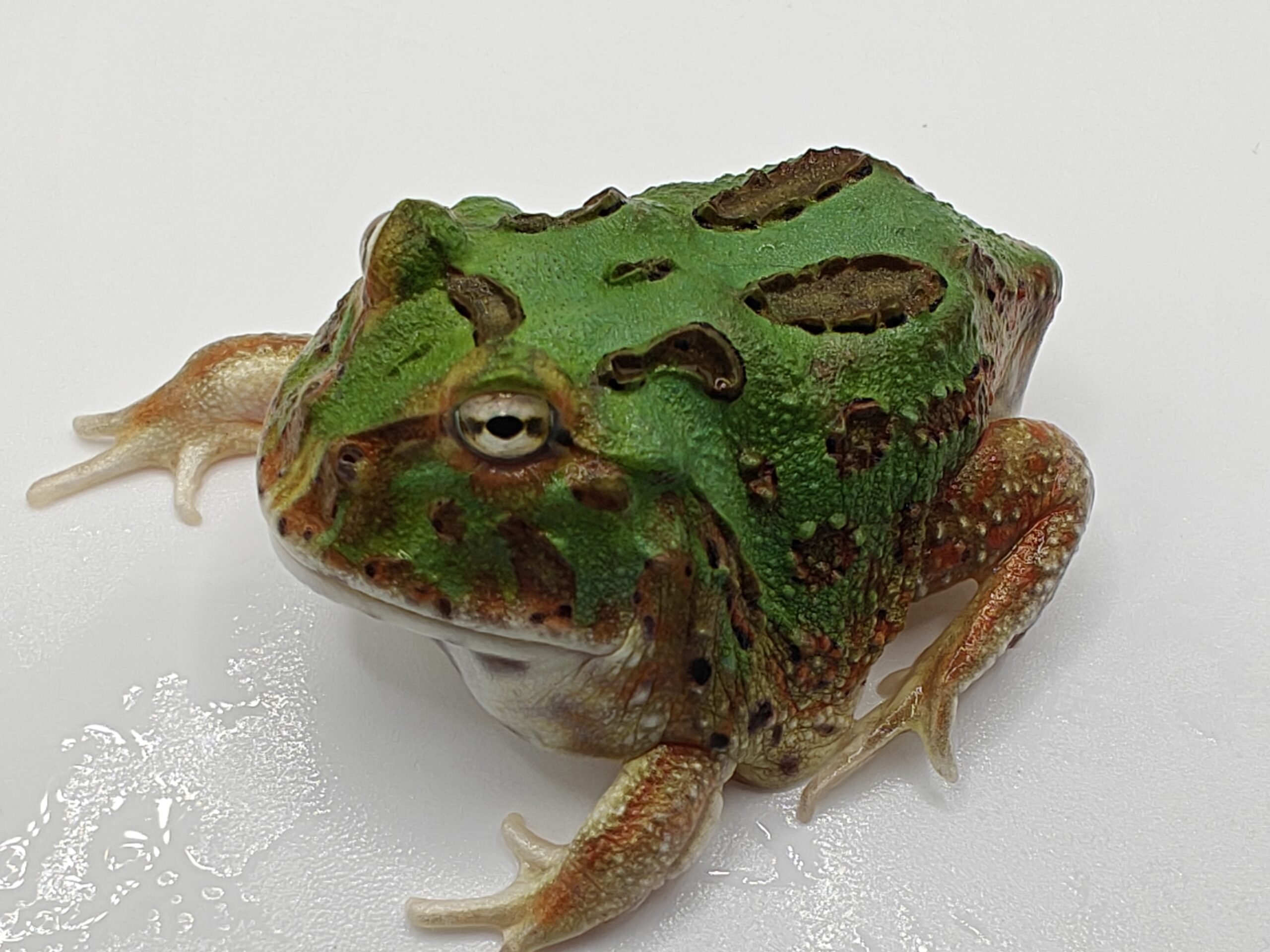 Ceratophrys cranwelli verde (Rana pacman) - Imagen 4