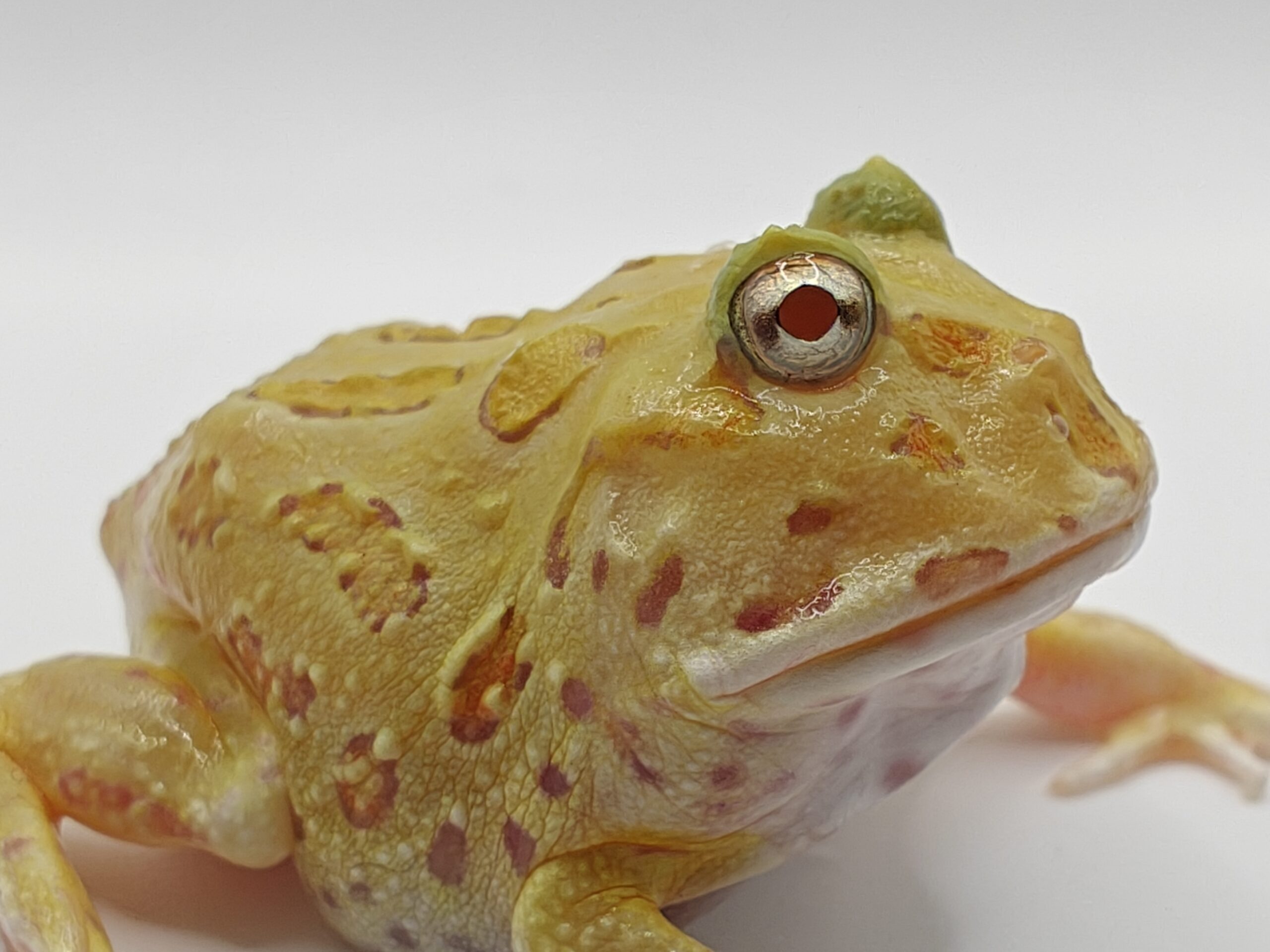 Ceratophrys cranwelli albino (Rana pacman albina) - Imagen 4