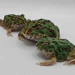 Ceratophrys cranwelli verde (Rana pacman)