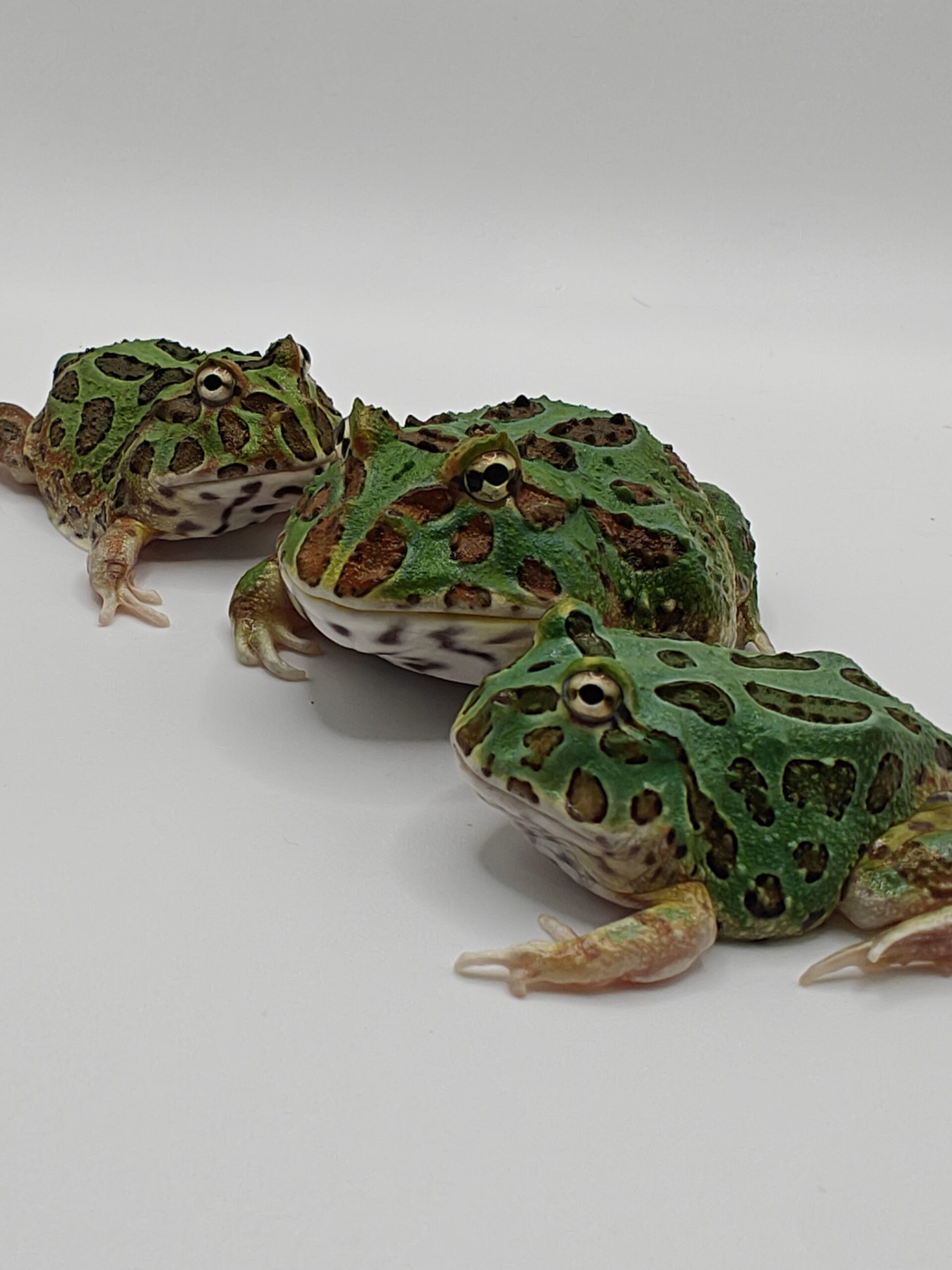 Ceratophrys cranwelli verde (Rana pacman)